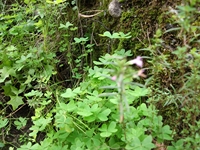 cantara gurne23122011 059